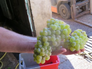 Car Blanc grapes