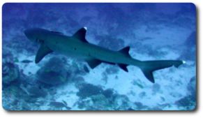 whitetip-reef-shark-facts